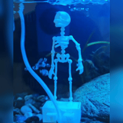 Moving skeleton aquarium ornament in a real fish tank